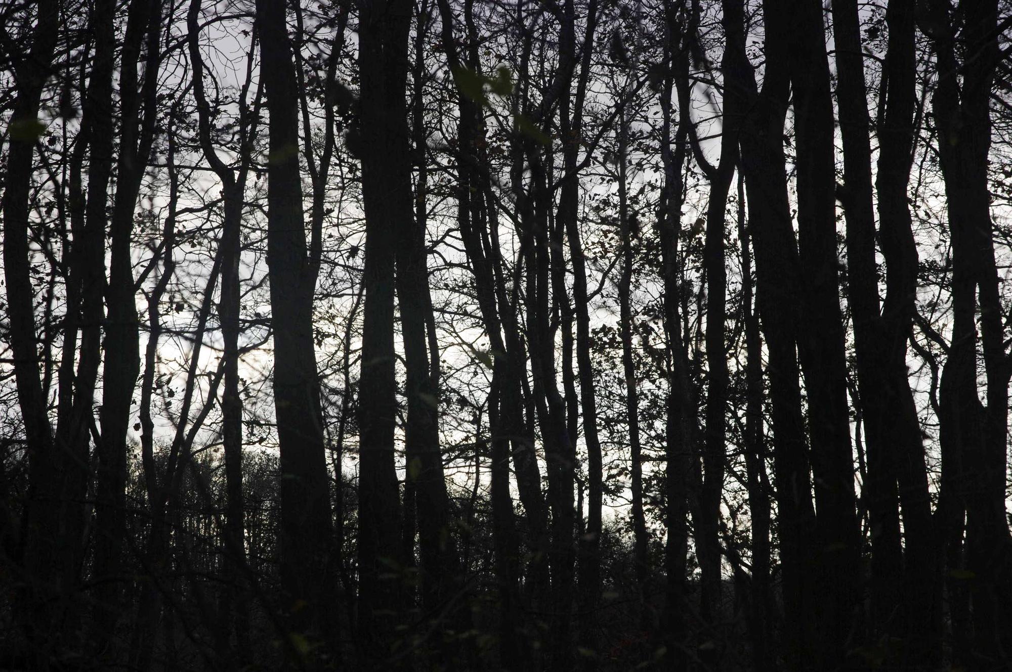 Bosque
